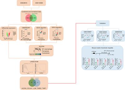 Identification of biomarkers co-associated with M1 macrophages, ferroptosis and cuproptosis in alcoholic hepatitis by bioinformatics and experimental verification